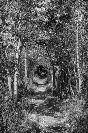 Rabbit Hole Black & White - NHP89b